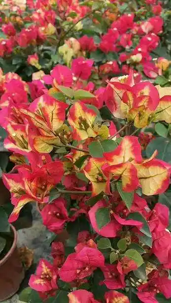 三角梅中最美的4个品种颜值高看一眼就心动