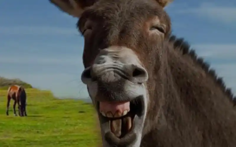 活动作品看看搞笑的动物扫除一天的烦恼你笑了吗