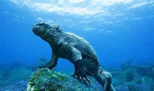 网友在海底看到哥斯拉一个面色狰狞的怪物