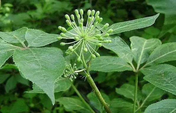 刺五加的功效与作用,刺五加怎么吃效果好|食疗|凉拌|安神|健脾_网易