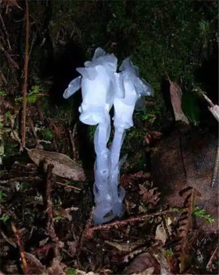 水晶兰的花语和传说