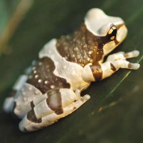 牛奶树蛙冷门宠物异类宠包邮包活体小蝌蚪蛙姥特色爬宠