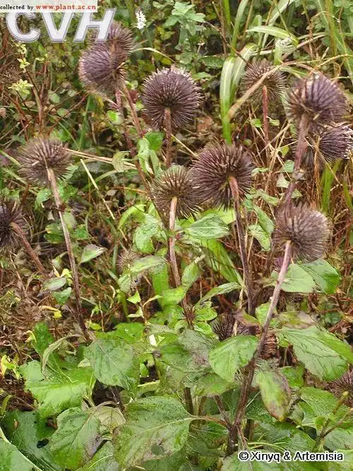 山牛蒡synurusdeltoidesaitnakai