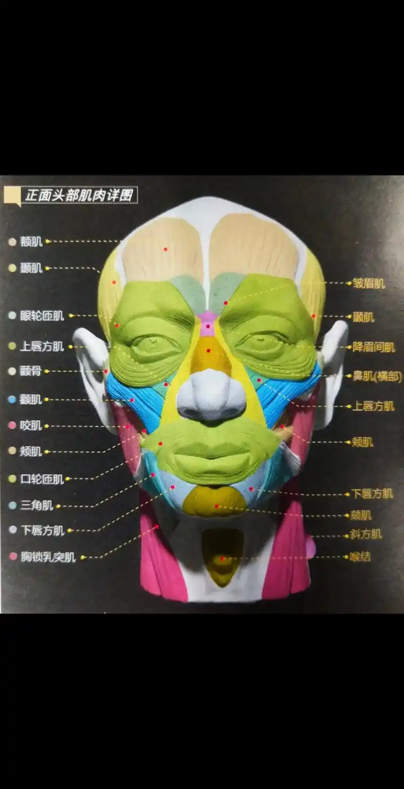美术生必须,人头肌肉详图.#热门 #美术生 #人头像 #画画 - 抖音