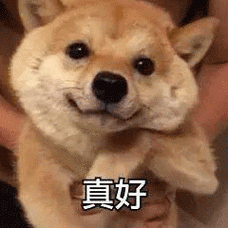 真好(狗子)_狗子_真好表情