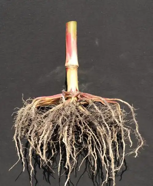 须根系的植物(须根系的植物是单子叶还是双子叶)