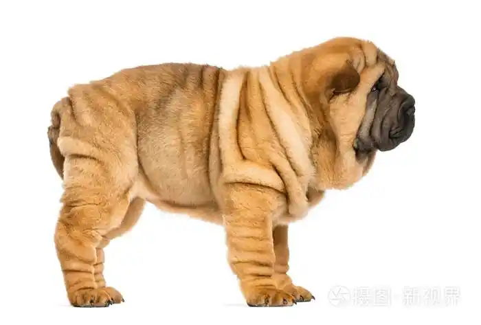 沙皮狗小狗 (11 周龄) 上白色孤立的侧视图