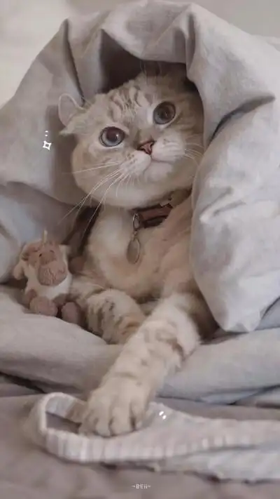 超炫背景图 - 堆糖,美图壁纸兴趣社区