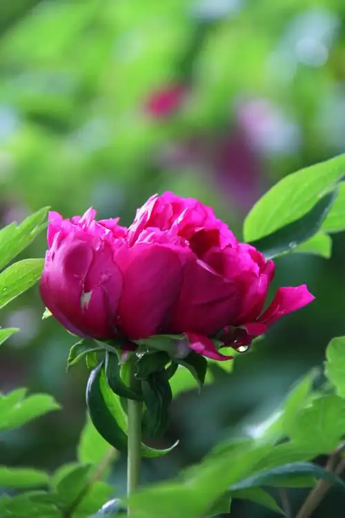 牡丹花·洛阳牡丹甲天下 牡丹花图片集十五 - 洛阳赵姐 - 图虫