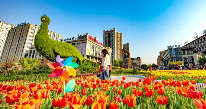 快去打卡 巴南60万株郁金香绽放