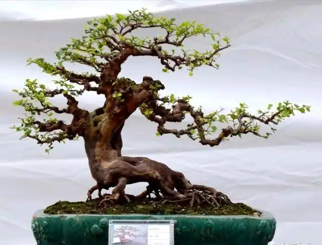 雀梅盆景是如此多娇