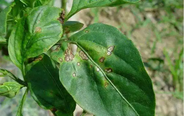 辣椒早疫病的病原有哪些生理特性?