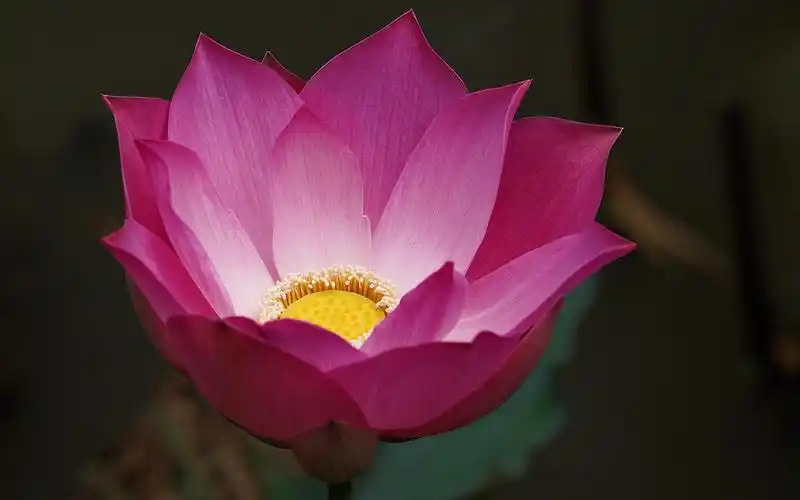 粉红色的莲花宏观,模糊背景 壁纸 - 1440x900