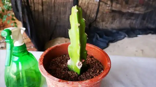 火龙果扦插多久发芽 火龙果盆栽6个月图片