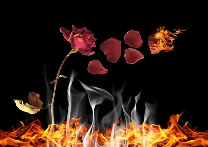 玫瑰火焰图片-黑色背景下燃烧的玫瑰素材-高清图片-摄影照片-寻图免费