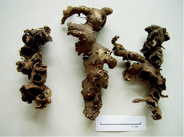 升麻的食用方法