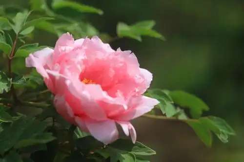 其它 牡丹花开富贵吉祥拍摄时间:2019年4月12日 拍摄地点:湖北仙桃市