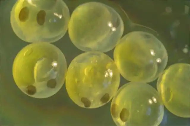 还能见到草鱼么?以前随处可见,一次产卵120万枚,突然绝迹了?