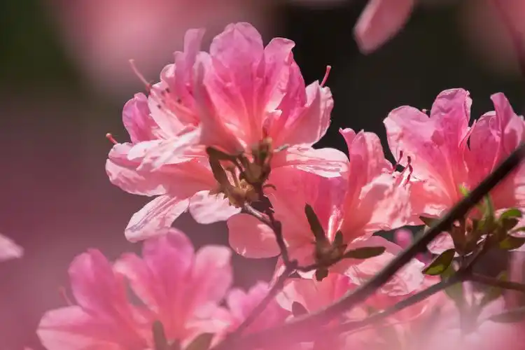 【vv音乐原创首发】 杜鹃花是双子叶植物纲,杜鹃花科,杜鹃属的常绿