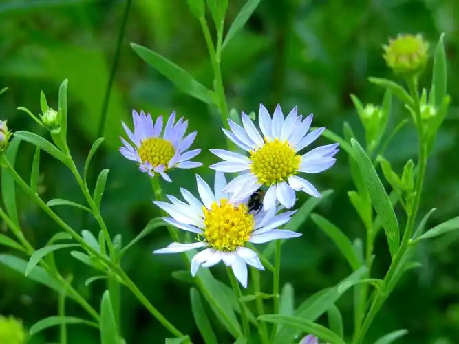 春天的野花野花不争艳凌风寂寂开花开无人赏花落无人知