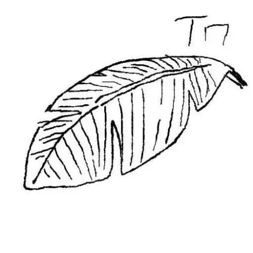 芭蕉叶简笔画单片卡通香蕉树简笔画