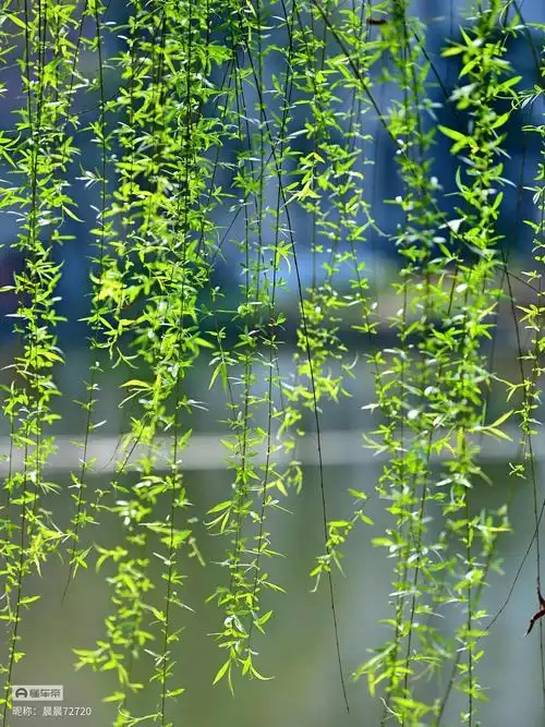 柳树与春天的邂逅