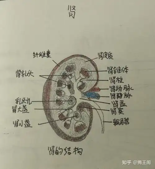 系统解剖学实验画图作业手绘图