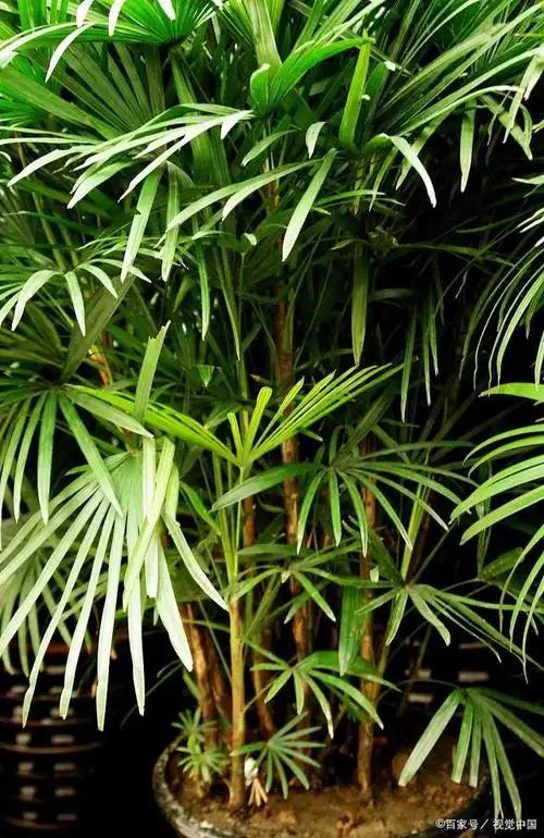 寓意吉祥的棕竹,观赏性极强又能净化空气,超好养的盆栽!
