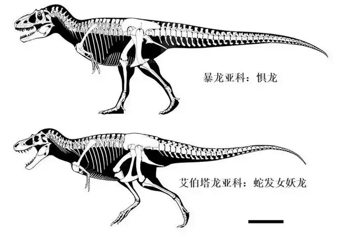 霸王龙竟有第二个种了|麦克雷|霸王龙|君王_新浪新闻