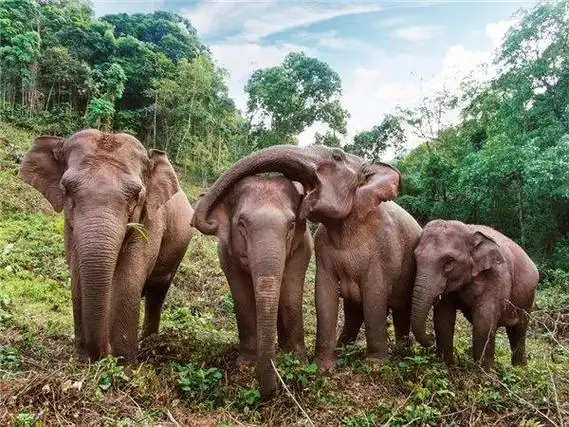 西双版纳的大象(资料图).新华网发(景洪市委宣传部 供图)
