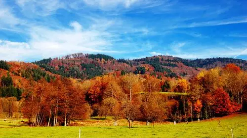 美丽的金秋时节,树木,草地,蓝天 壁纸