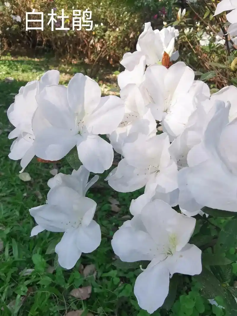 每天认识一种花,白杜鹃.又名映山白,龙胚芽,毛白杜鹃,白花杜 - 抖音