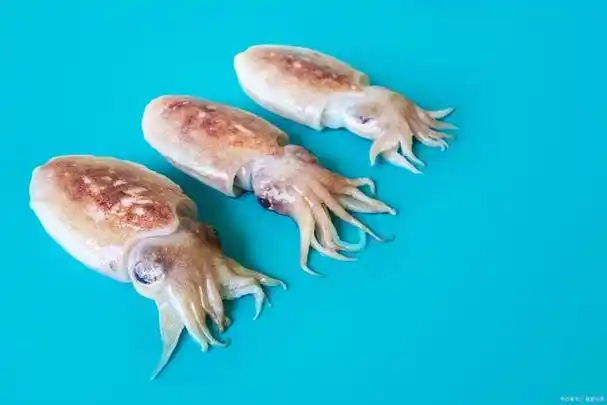 软而嫩,墨鱼八脚舞,墨鱼与鱿鱼的美味之别