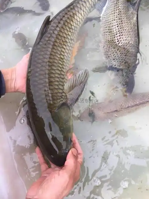 江苏州发货新鲜现杀草鱼块肉淡水鱼大草鱼活鱼现杀青鱼段酸菜鱼片草鱼