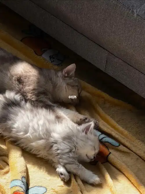 金吉拉美短喵喵