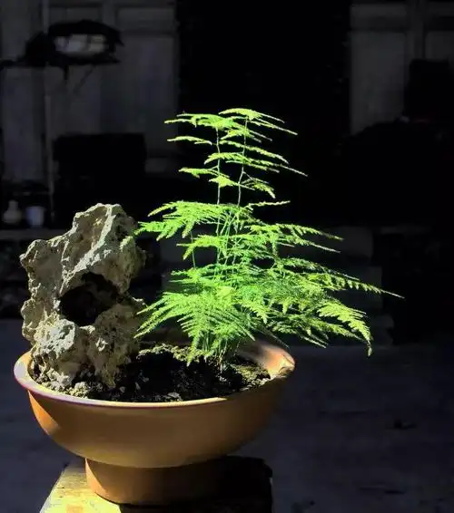 用麦饭石水培文竹尽显清新淡雅古韵气息