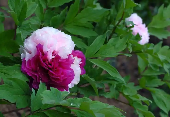 【双色牡丹】牡丹名贵稀有品种"二乔"