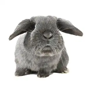 山东临沂宠物兔活物垂耳兔宝宝猫兔安哥拉兔纯种小型侏儒兔茶杯兔