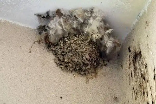 农村老人说燕子在家筑巢会带来好运不过有些情况需要进行驱赶