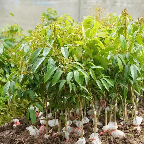 荔枝广西苗树正宗嫁接妃子无核盆栽地栽带土果树