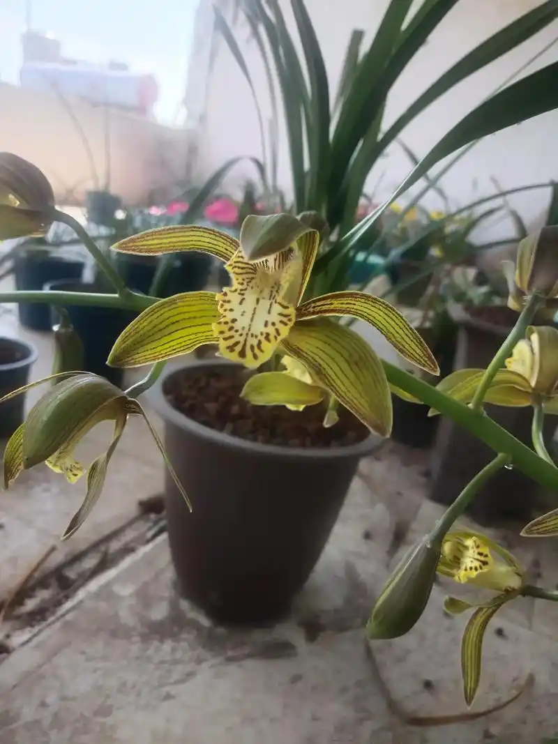 花有重开日 人无在少年#兰花94#虎头兰#西藏虎头兰 云南本 - 抖音