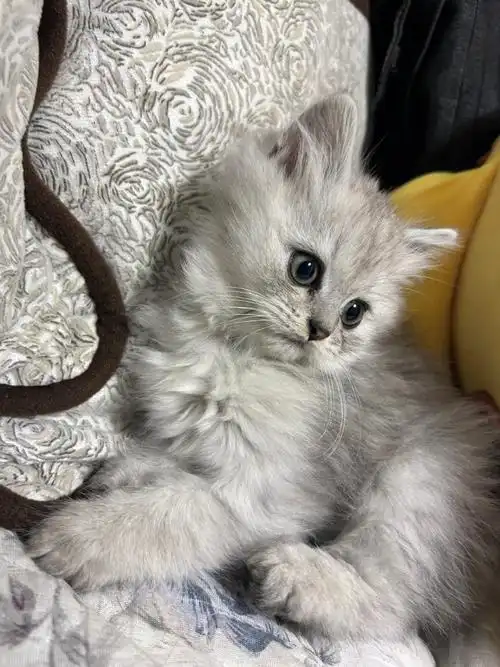 金吉拉猫  #猫咪  #银渐层  #英短银渐层  #金吉拉?长毛银?