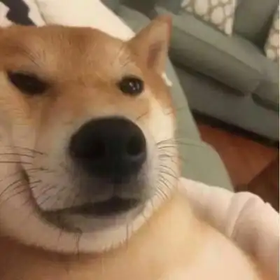 狗头头像图片 狗头头像图片表情包_布阁拉