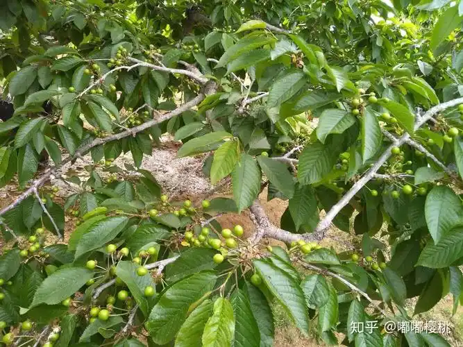 樱桃的叶子是什么样子的,家里有一颗车厘子一颗樱桃,不确定是不是樱桃