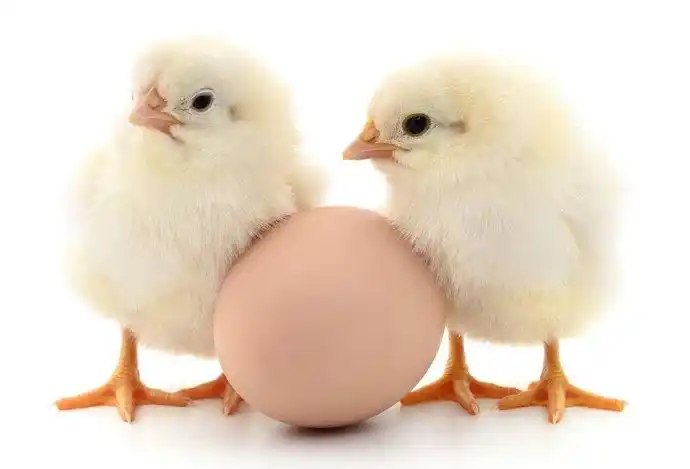 鸡生蛋生鸡生蛋生鸡答案在哪里