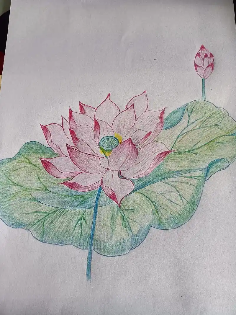 彩铅手绘 画了一张荷花 图 - 抖音