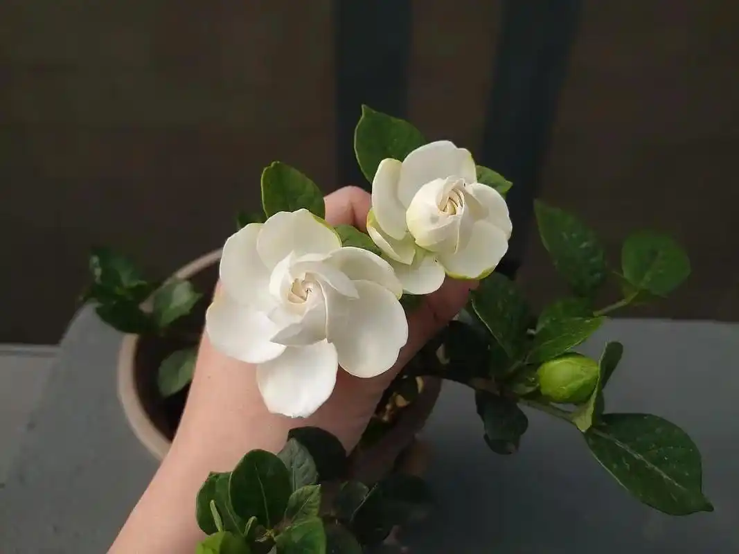 法莲栀子花是生长极慢的一个品种,它的开花和结 - 抖音