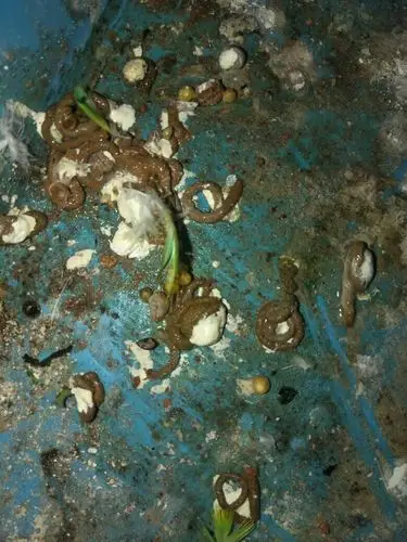 我家鹦鹉拉这种屎是怎么回事?