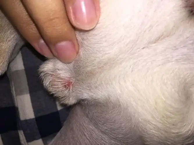 狗狗睾丸那里有这么个包包是什么真菌感染的mia!求助啊!法斗6个多月