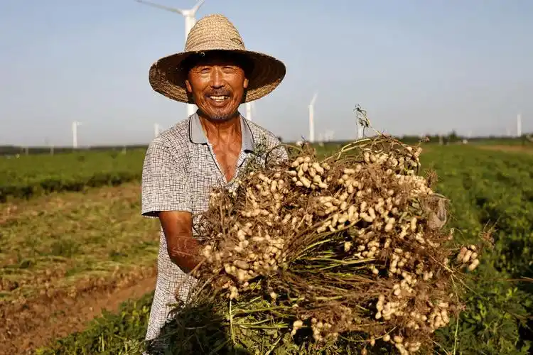 河南内黄县秋收正当时绘就好丰景